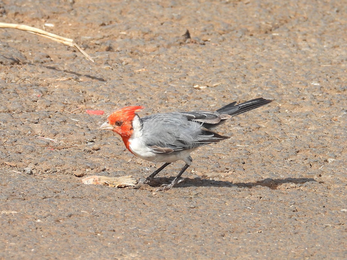 Red-crested Cardinal - ML645788124
