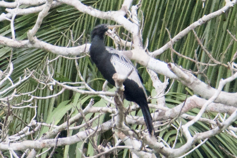 Anhinga - ML645788129