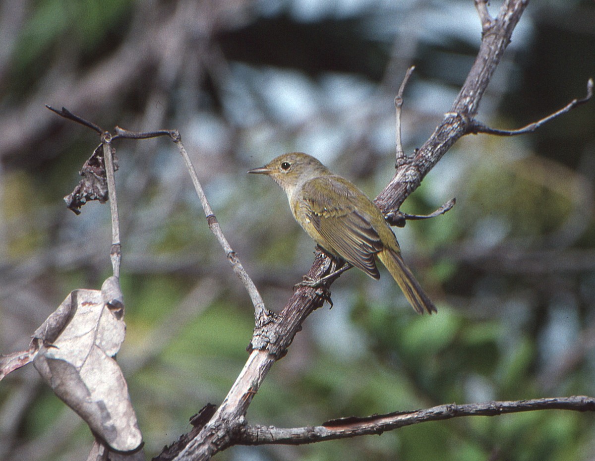 Mangrove Yellow Warbler (Mexican) - ML645788134
