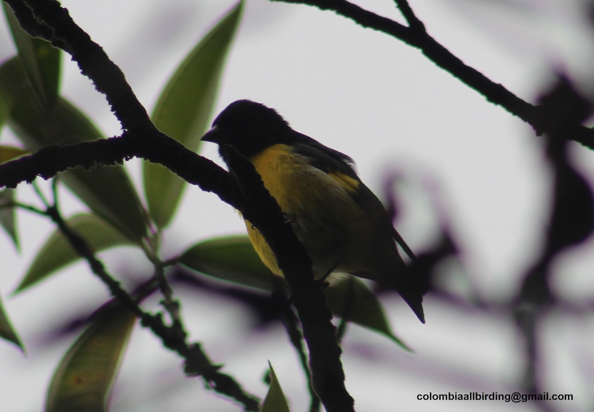 Yellow-bellied Siskin - ML645788138