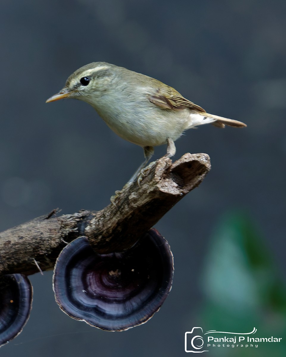 østsanger - ML645788141