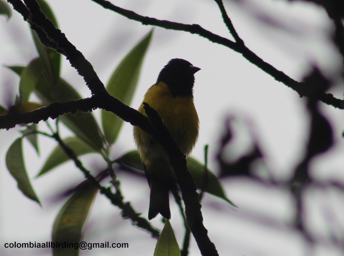 Yellow-bellied Siskin - ML645788149