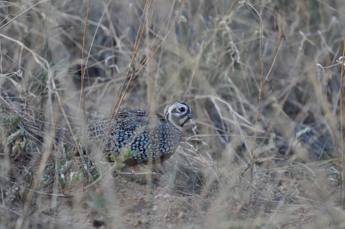 Montezuma Quail - ML645788150