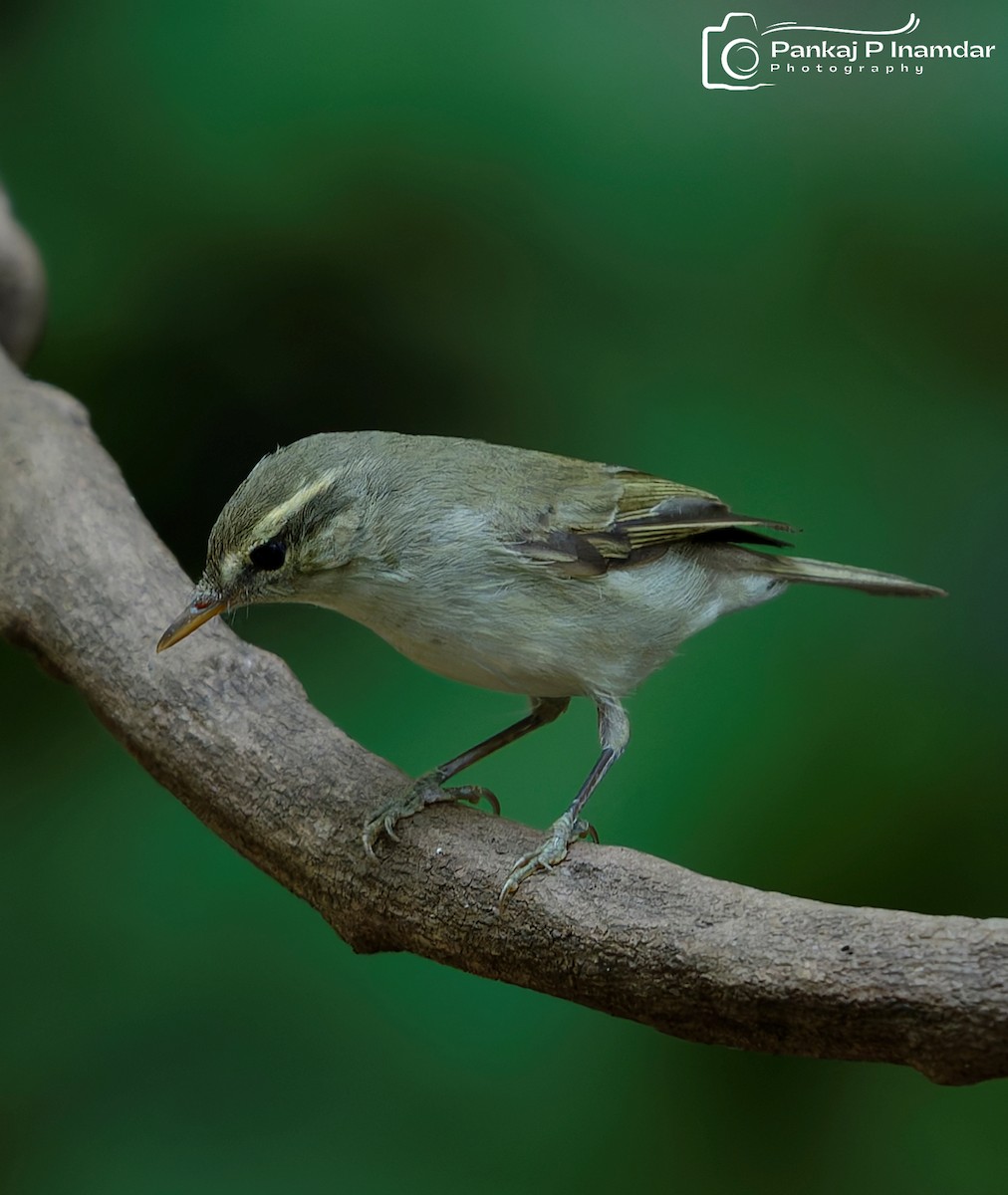 østsanger - ML645788152