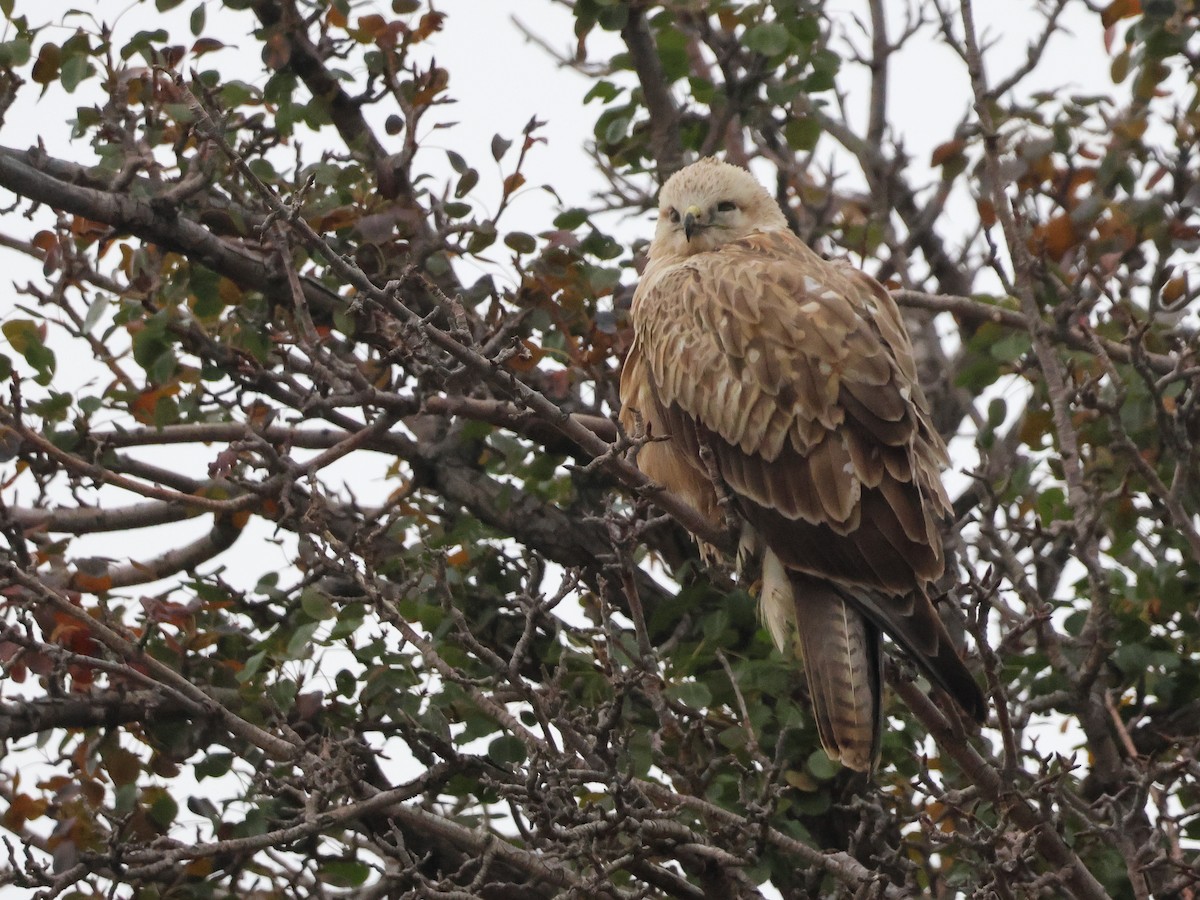 Long-legged Buzzard - ML645788159