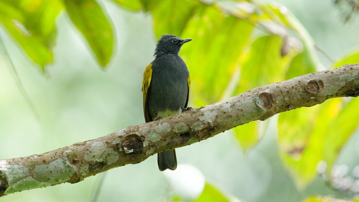 Bulbul Ventrigrís - ML645788183