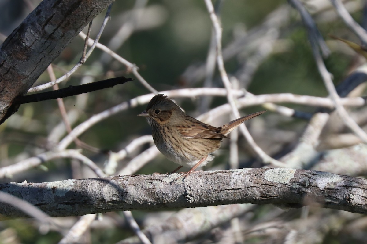 strnadec pruhohlavý - ML645788184