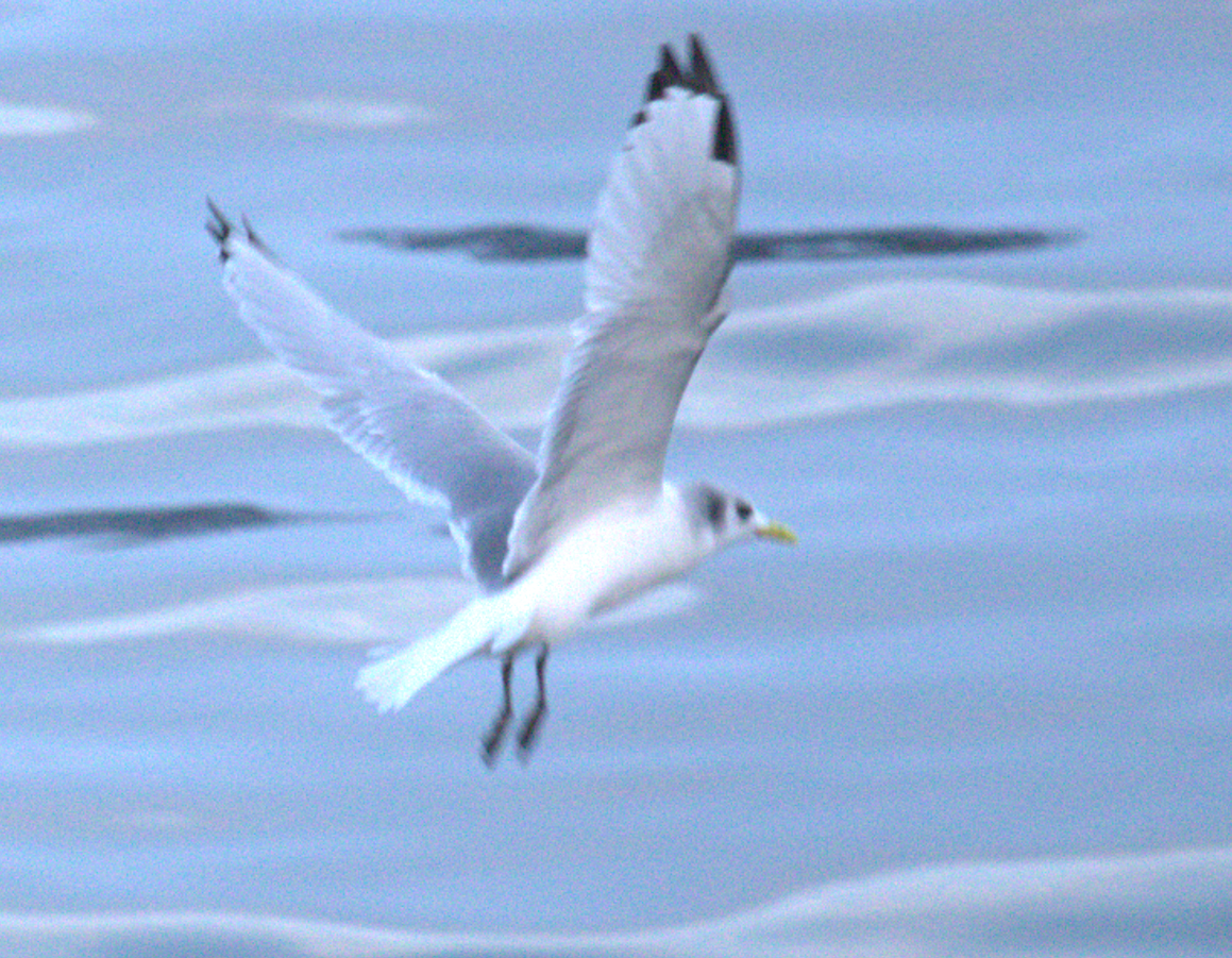 krykkje - ML645788185