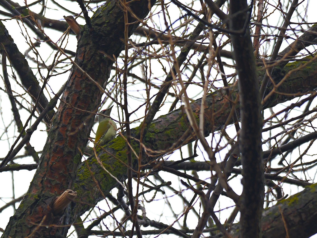 Жовна сива - ML645788186