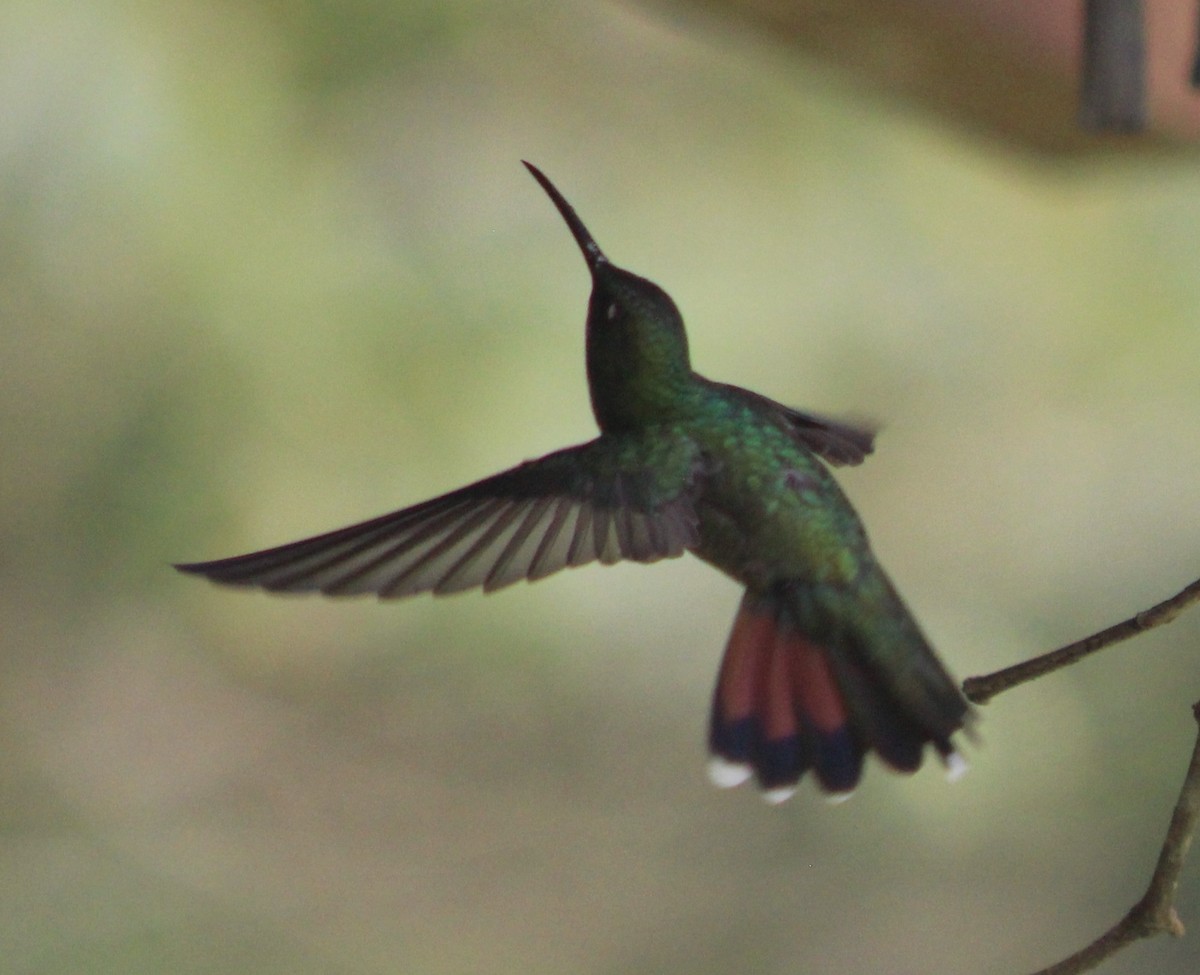 Black-throated Mango - ML645788187