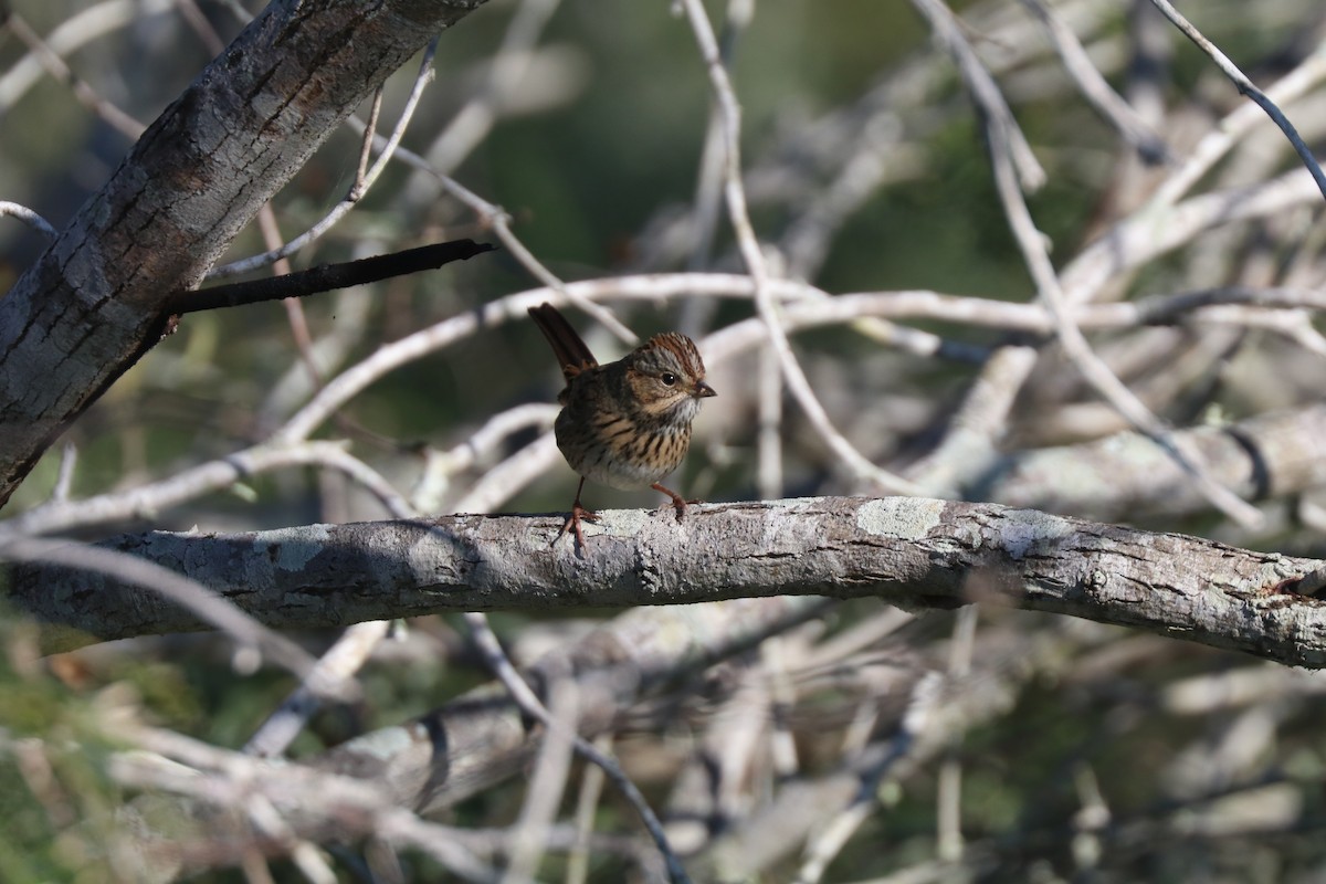 strnadec pruhohlavý - ML645788190