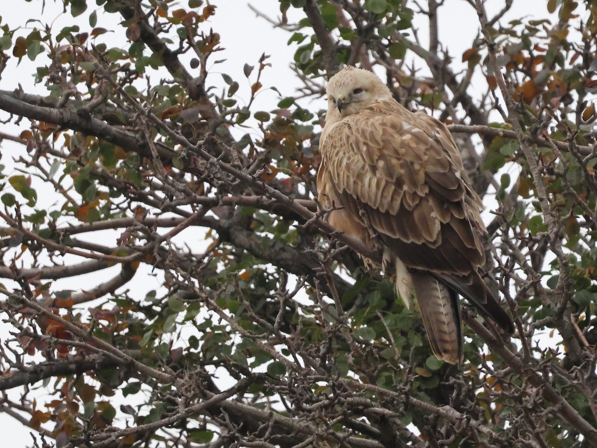 Long-legged Buzzard - ML645788194