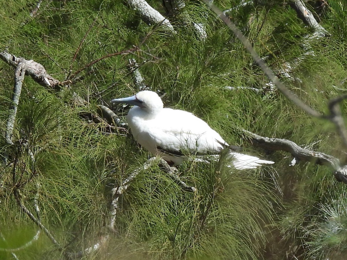 Red-footed Booby - ML645788196