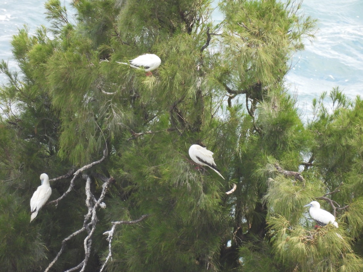 Red-footed Booby - ML645788197