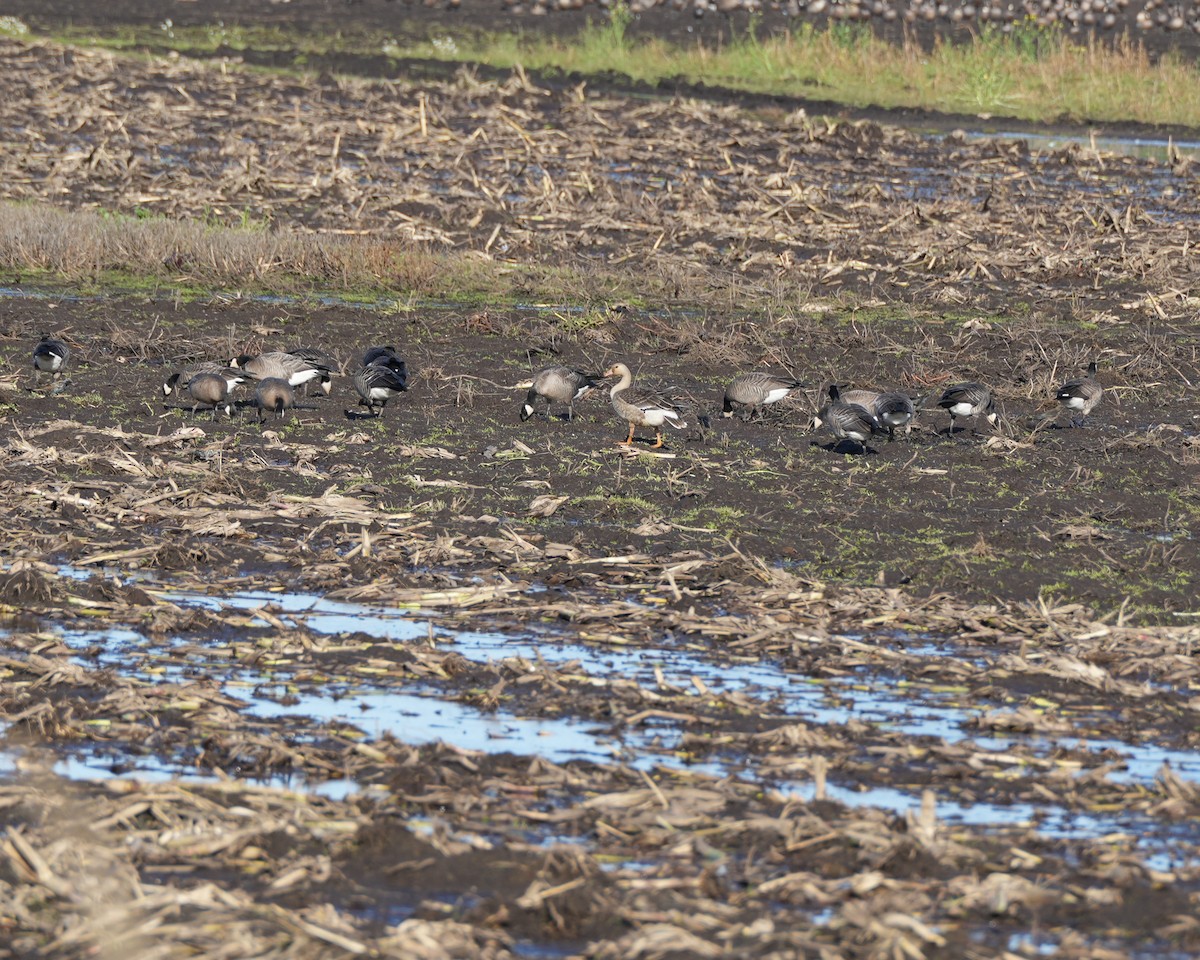 Greater White-fronted Goose - ML645788200