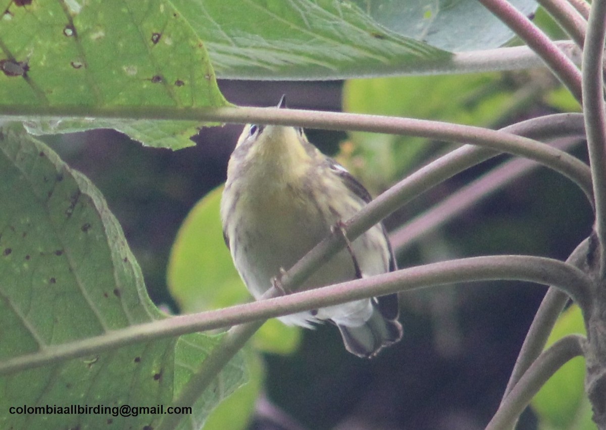 Blackburnian Warbler - ML645788203