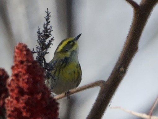 Townsend's Warbler - ML645788204