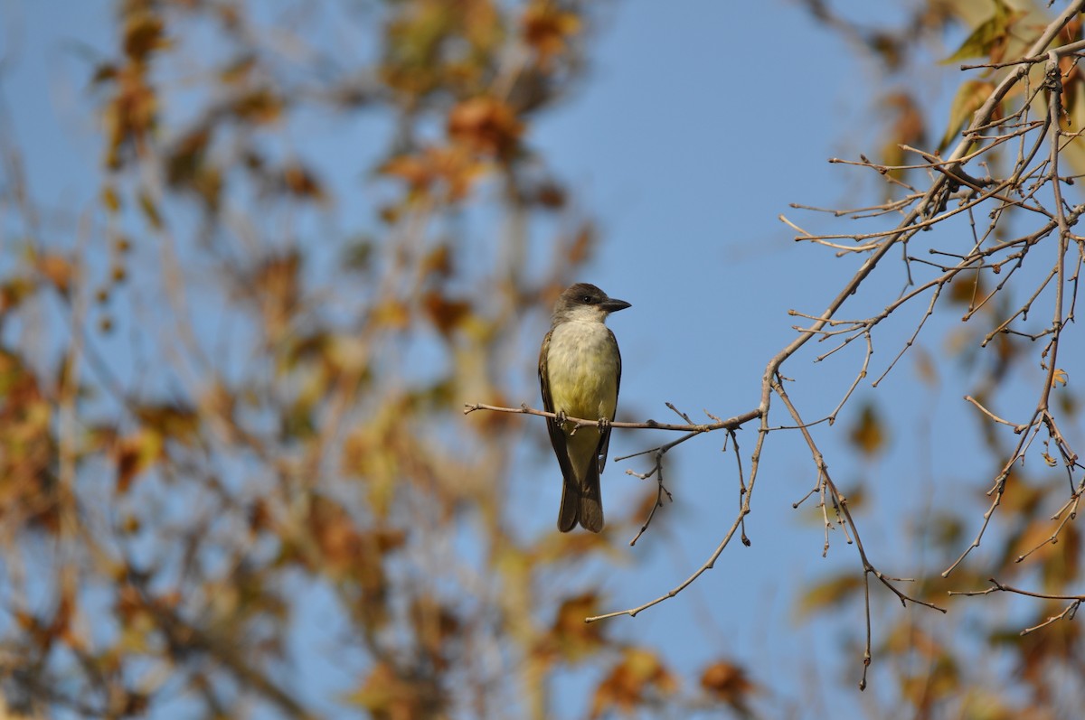 Thick-billed Kingbird - ML645788210
