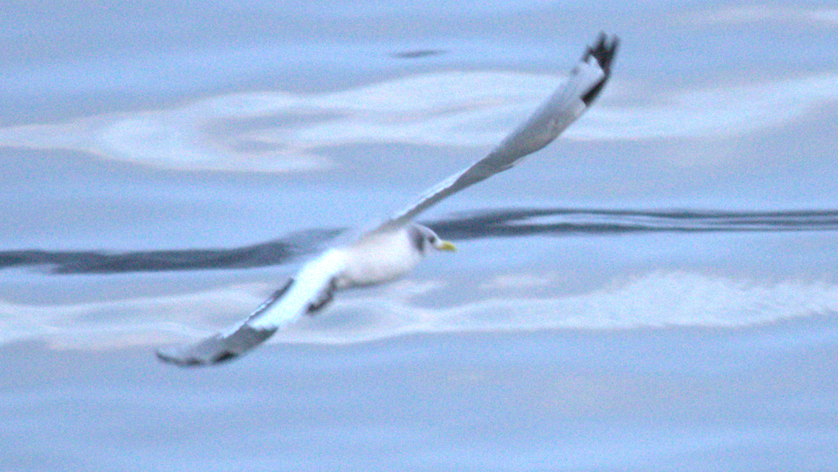 krykkje - ML645788212