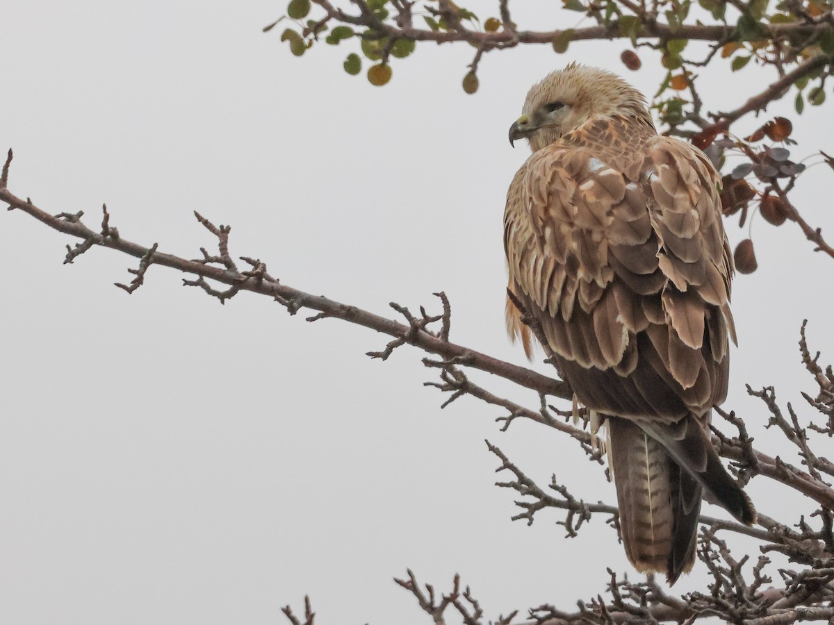 Long-legged Buzzard - ML645788228
