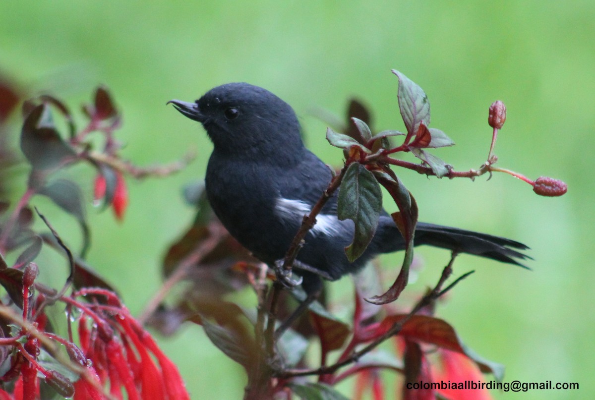 White-sided Flowerpiercer - ML645788229