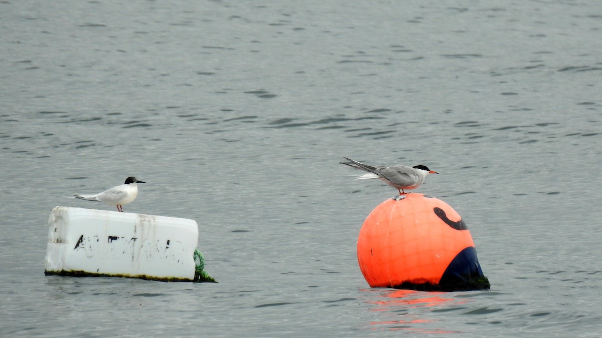 Common Tern - ML645788235