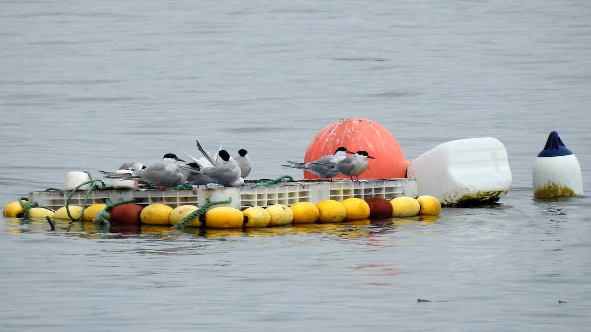 Common Tern - ML645788236