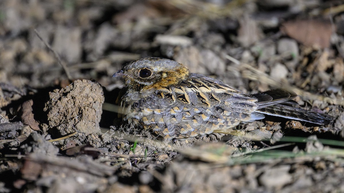 Chotacabras Hindú - ML645788242