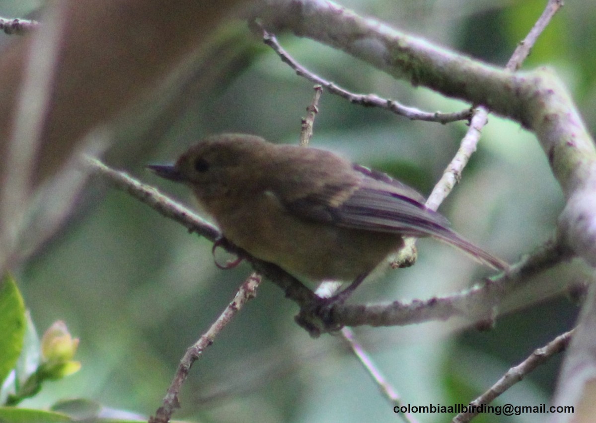 White-sided Flowerpiercer - ML645788245
