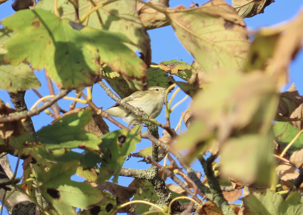 Hume's Warbler - ML645788248