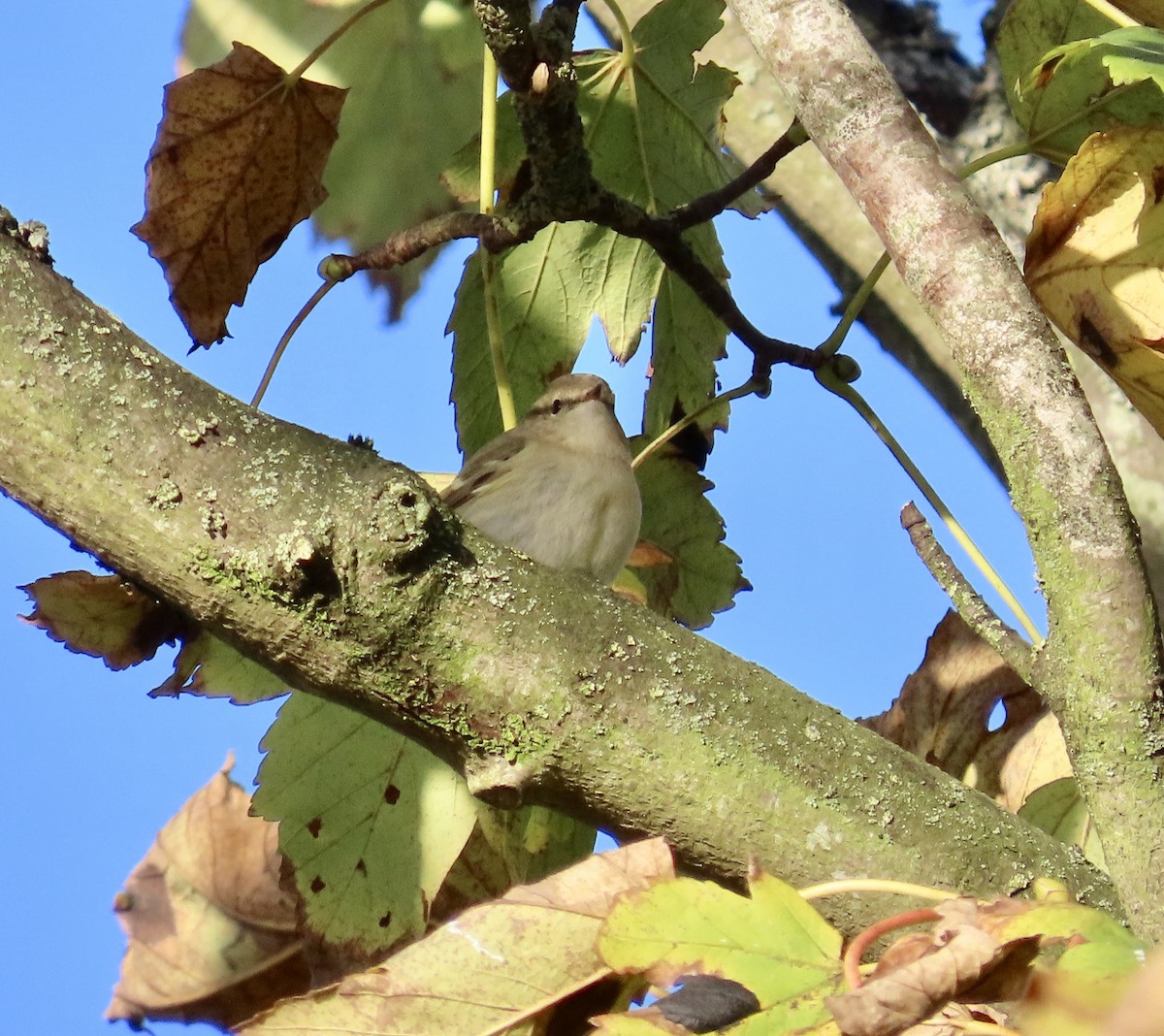 Hume's Warbler - ML645788249