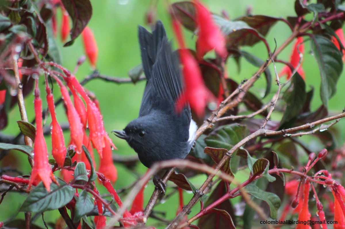 White-sided Flowerpiercer - ML645788255