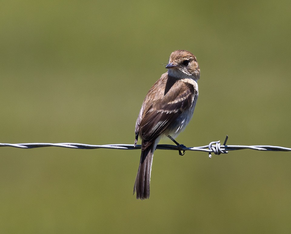 Rostschnäppertyrann - ML645788258