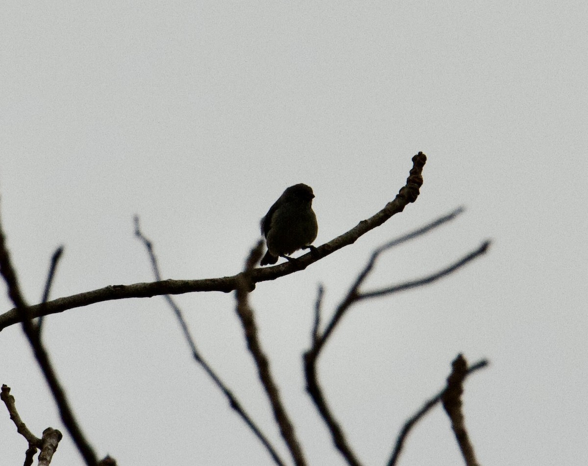 Plain-colored Tanager - ML645788262