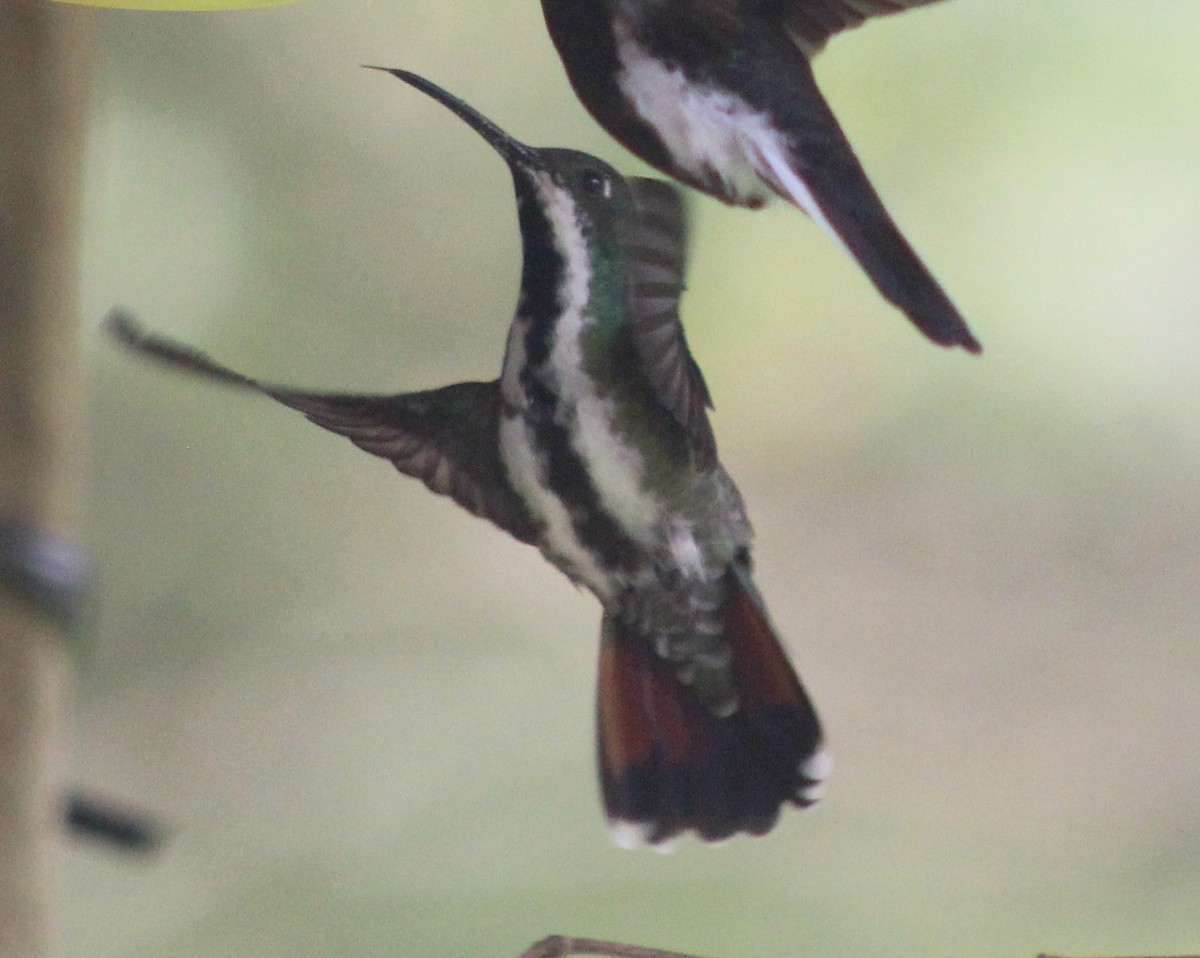 Black-throated Mango - ML645788264