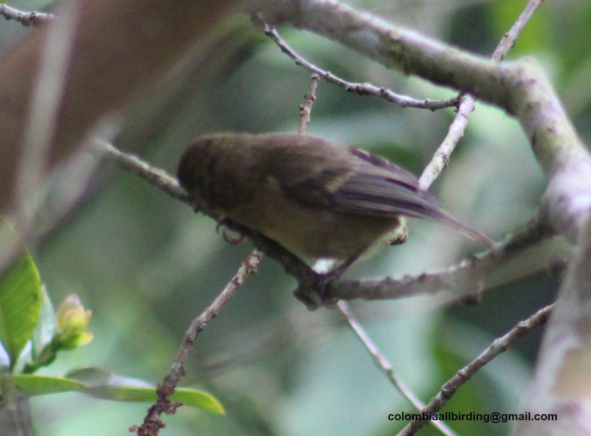 White-sided Flowerpiercer - ML645788266