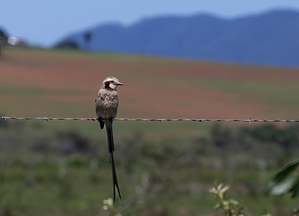 Kehlband-Schleppentyrann - ML645788270