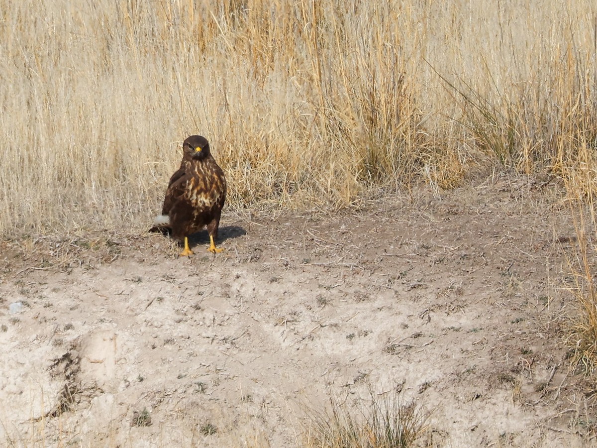 Common Buzzard - ML645788277