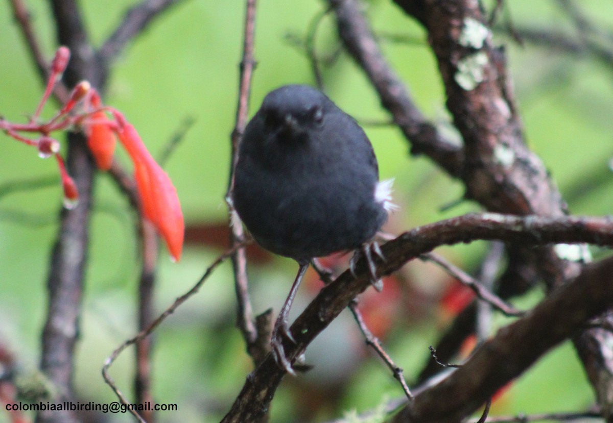 White-sided Flowerpiercer - ML645788279
