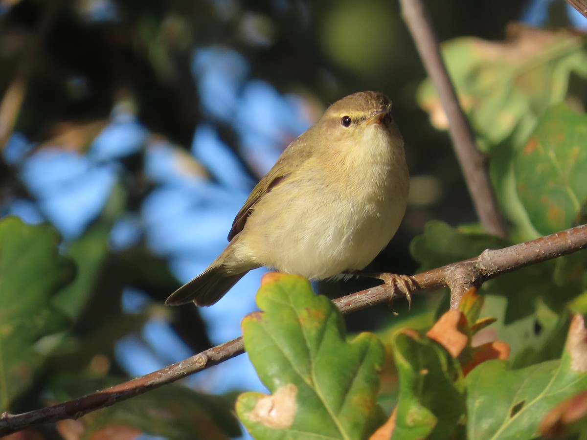 Common Chiffchaff - ML645788281