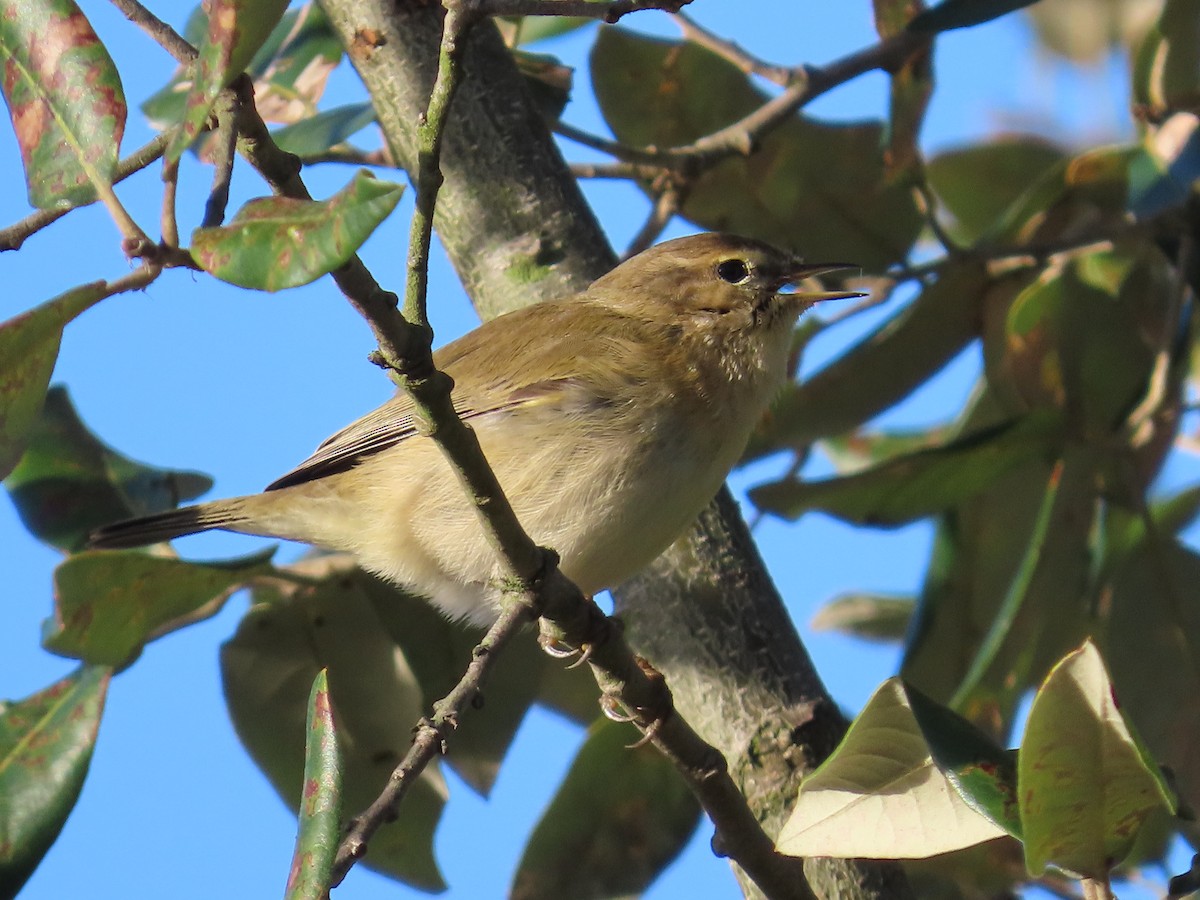 Common Chiffchaff - ML645788282