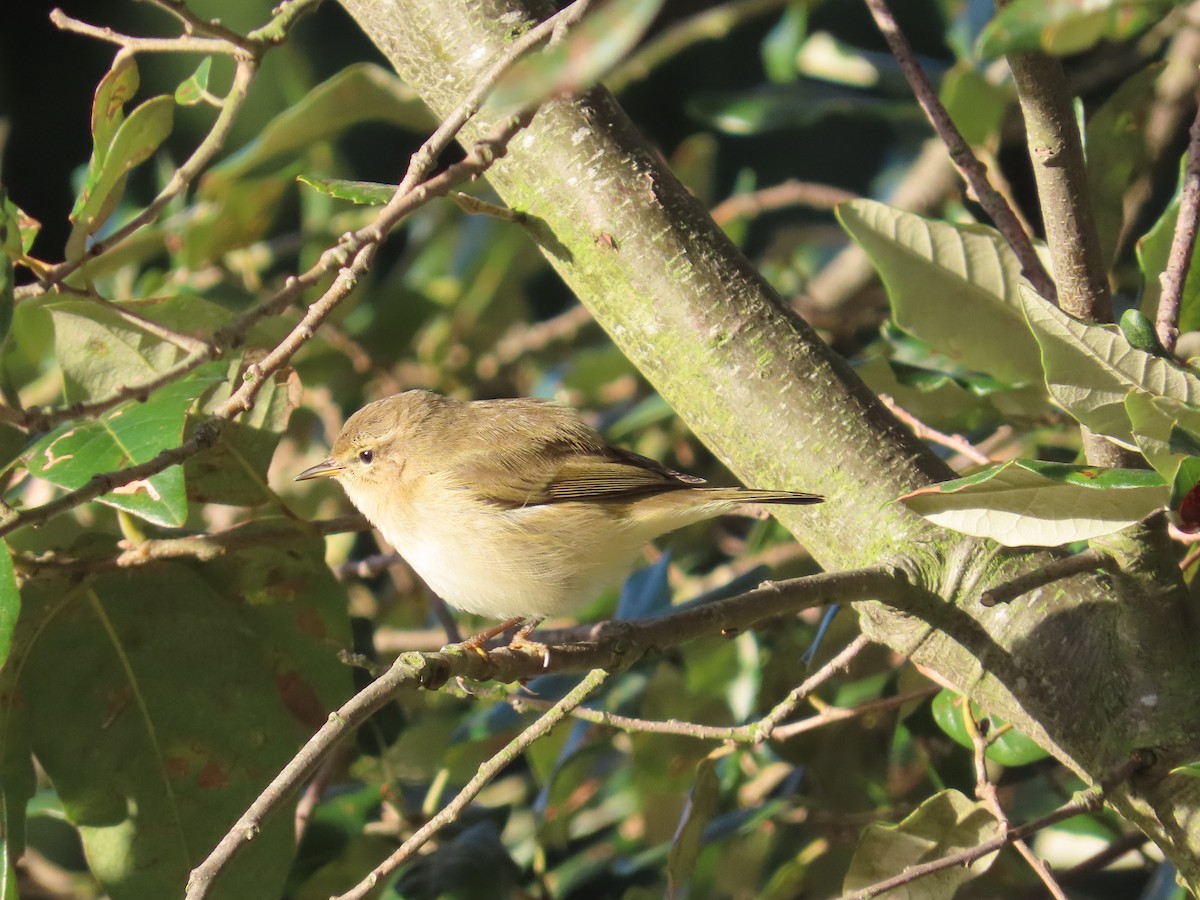 Common Chiffchaff - ML645788283