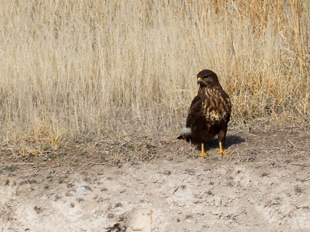 Common Buzzard - ML645788287