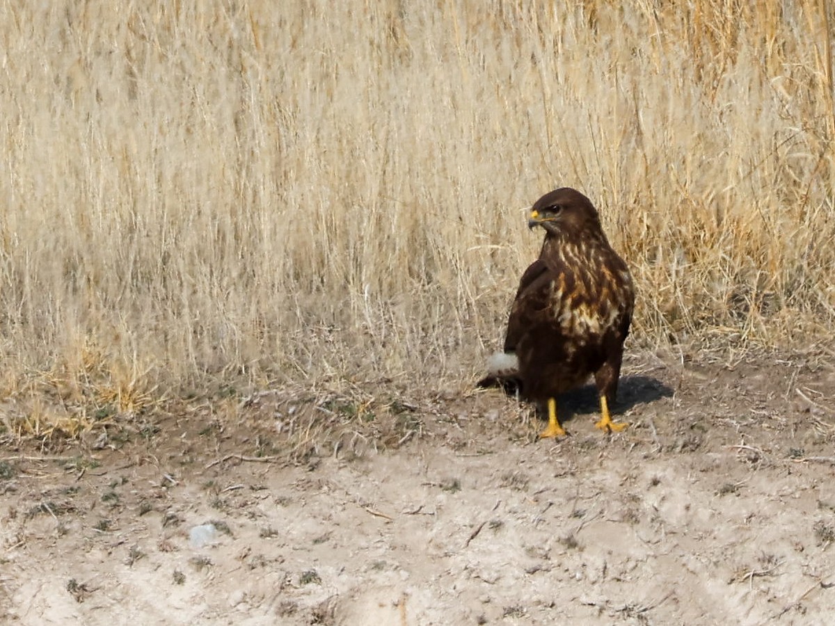Common Buzzard - ML645788301