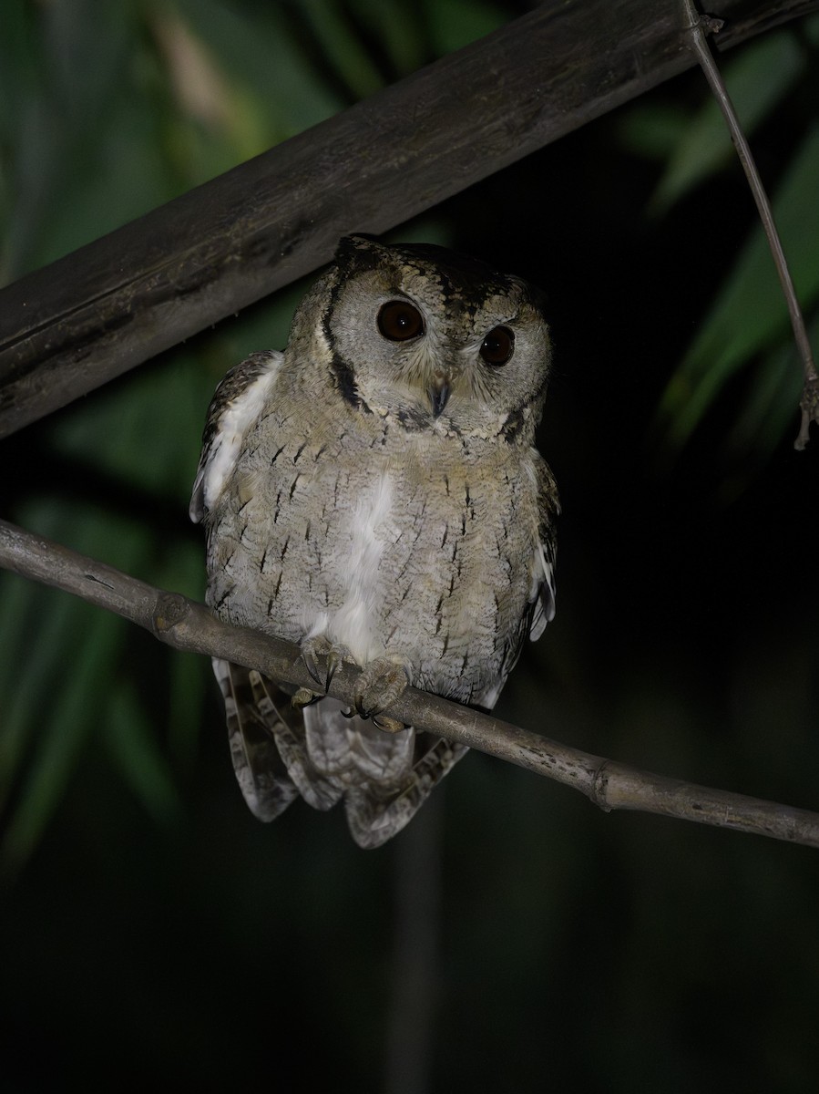Indian Scops-Owl - ML645788311
