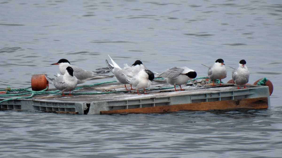 Common Tern - ML645788313