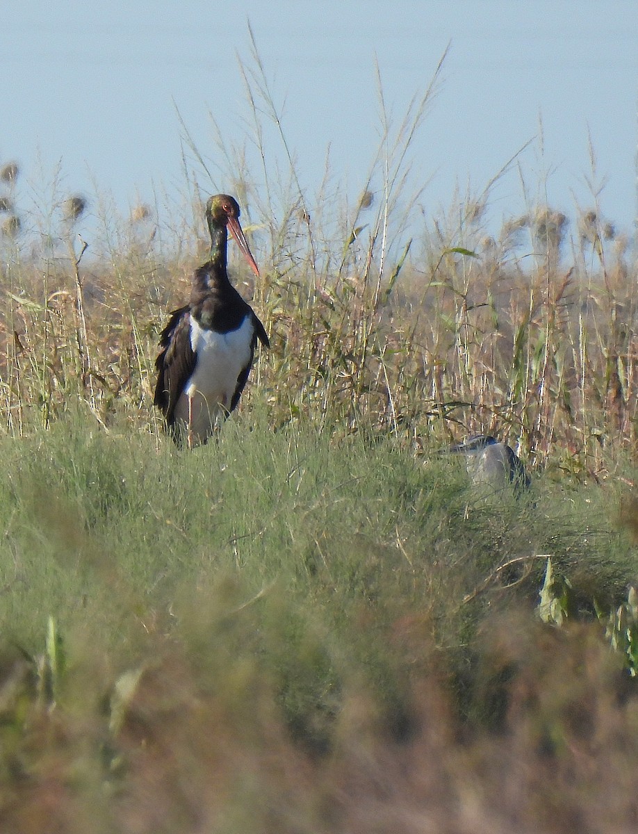 Black Stork - ML645788315