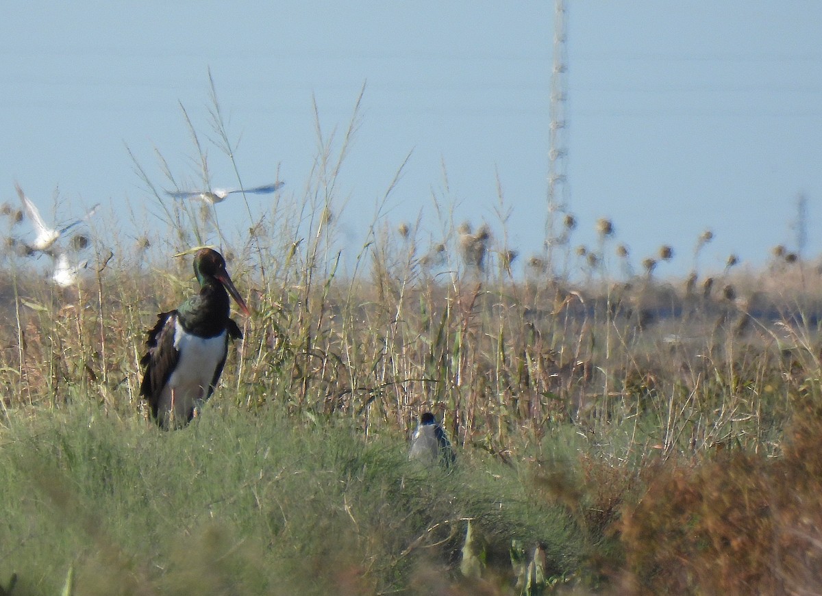 Black Stork - ML645788317