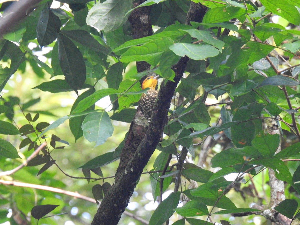 Yellow-throated Woodpecker - ML645788320