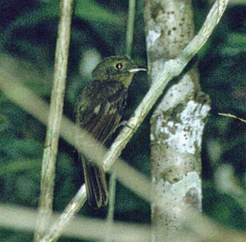 Northern Schiffornis - ML645788321